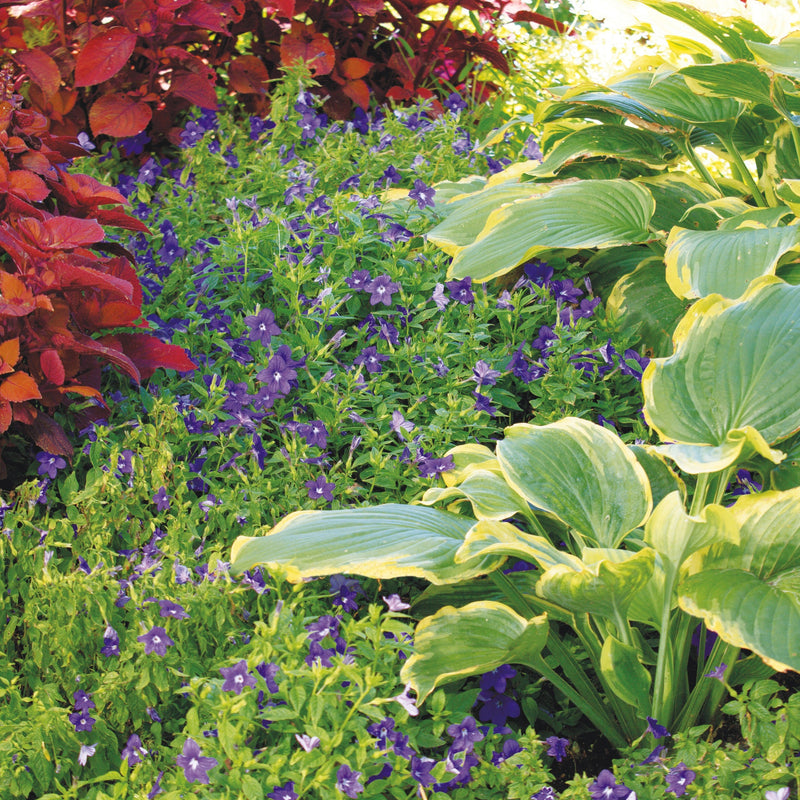 Endless Illumination Bush Violet in use.