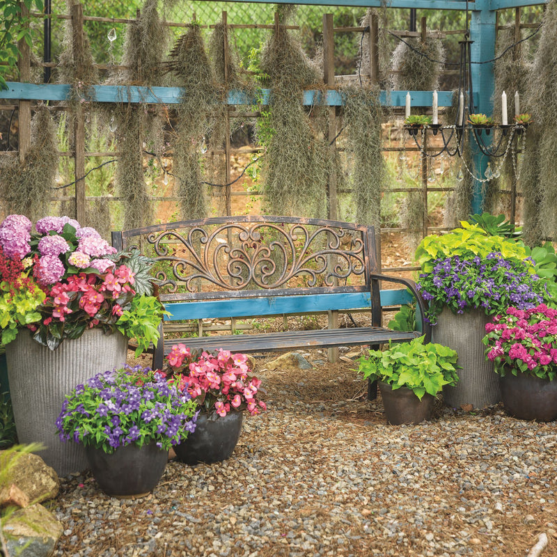 Endless™ Illumination Bush Violet (Browallia hybrid)