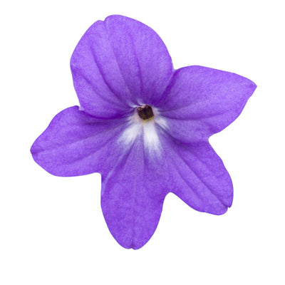 Endless™ Illumination Bush Violet (Browallia hybrid)