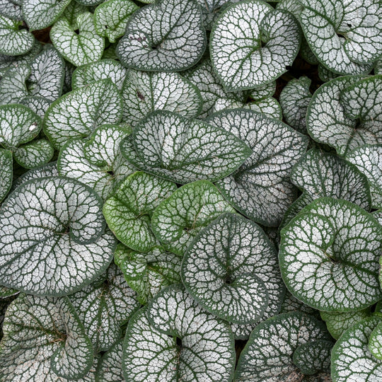 'Jack of Diamonds' Heartleaf Brunnera (macrophylla)