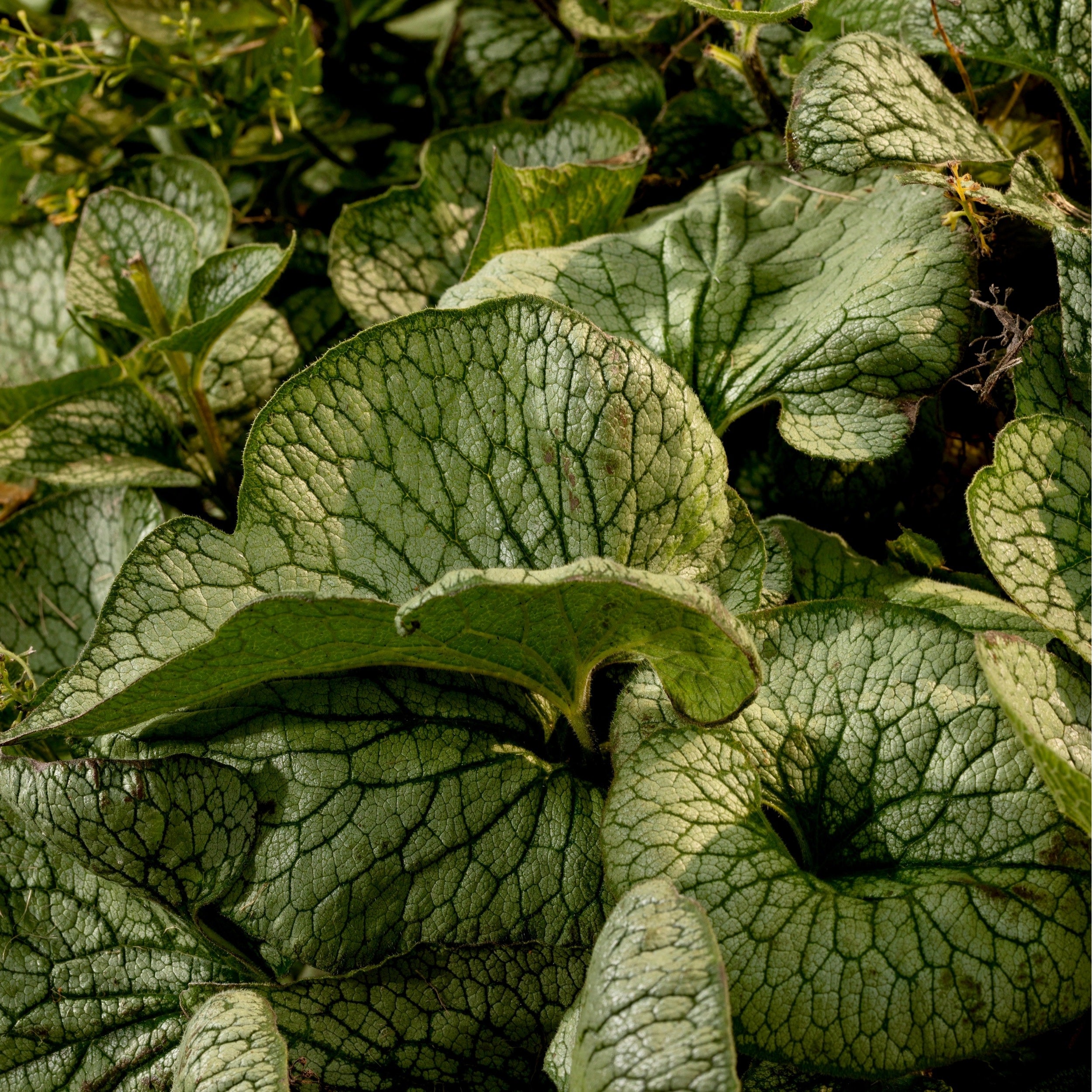 Heartleaf Brunnera | 'Jack of Diamonds' | Proven Winners