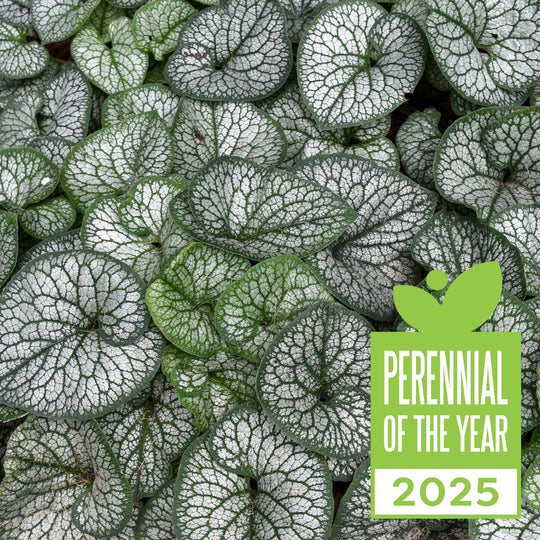 'Jack of Diamonds' Heartleaf Brunnera (macrophylla)