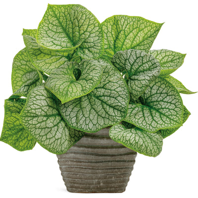 'Jack of Diamonds' Heartleaf Brunnera (Brunnera macrophylla)