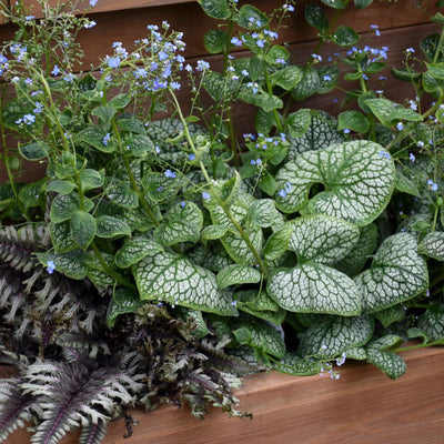 'Jack of Diamonds' Heartleaf Brunnera (Brunnera macrophylla)