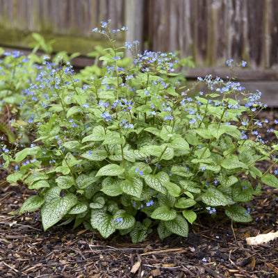 'Jack of Diamonds' Heartleaf Brunnera in use.