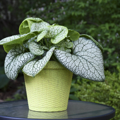 'Jack of Diamonds' Heartleaf Brunnera in use.