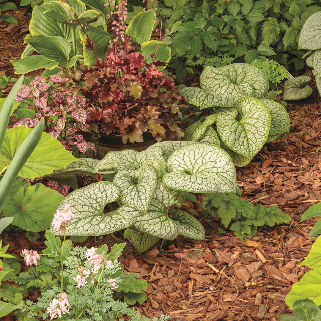 Heartleaf Brunnera | 'Jack of Diamonds' | Proven Winners