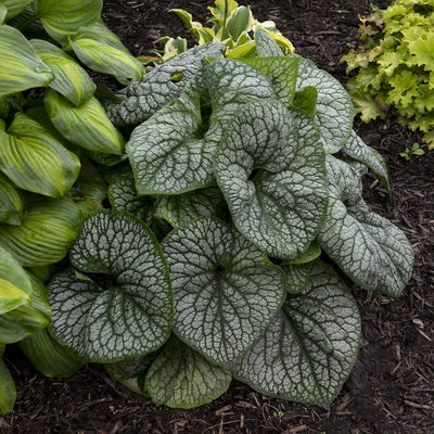 'Jack of Diamonds' Heartleaf Brunnera in use.