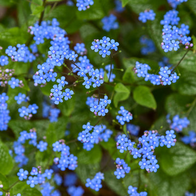 'Jack of Diamonds' Heartleaf Brunnera in use.