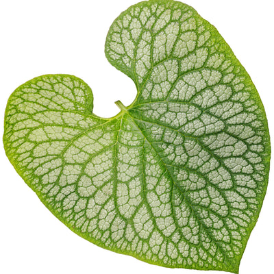 'Jack of Diamonds' Heartleaf Brunnera (Brunnera macrophylla)