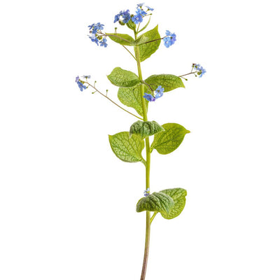 'Jack of Diamonds' Heartleaf Brunnera (Brunnera macrophylla)