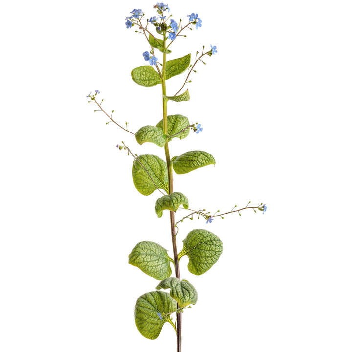 Heartleaf Brunnera | 'Jack of Diamonds' | Proven Winners