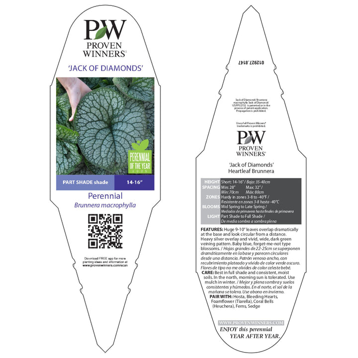 Heartleaf Brunnera | 'Jack of Diamonds' | Proven Winners