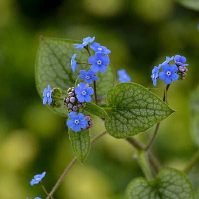 'Queen of Hearts' Heartleaf Brunnera up close.