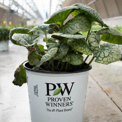 'Queen of Hearts' 'Queen of Hearts' Heartleaf Brunnera in dormancy.