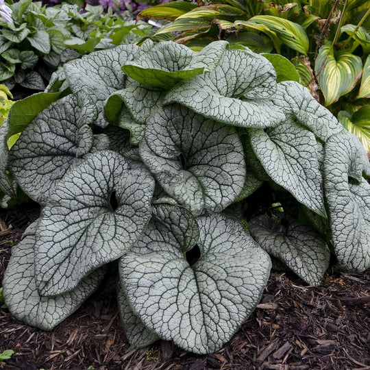 'Queen of Hearts' Heartleaf Brunnera (macrophylla)