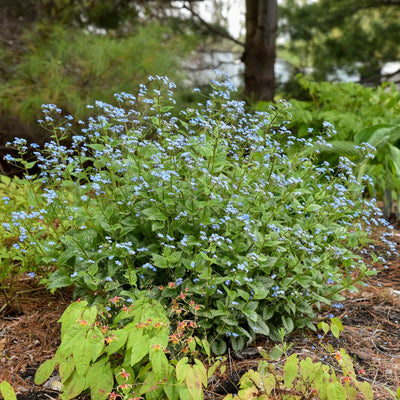 'Queen of Hearts' Heartleaf Brunnera (Brunnera macrophylla)