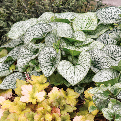 'Queen of Hearts' Heartleaf Brunnera (Brunnera macrophylla)