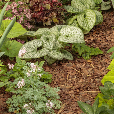 'Queen of Hearts' Heartleaf Brunnera in use.