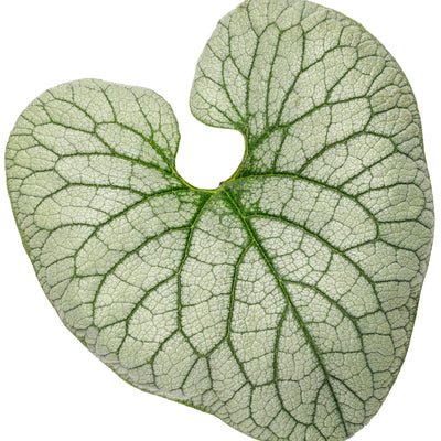 'Queen of Hearts' Heartleaf Brunnera (Brunnera macrophylla)