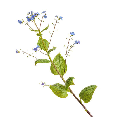 'Queen of Hearts' Heartleaf Brunnera (Brunnera macrophylla)