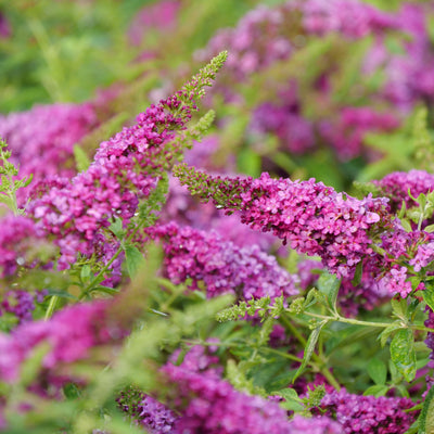 Lo & Behold 'Ruby Chip' Butterfly Bush up close.