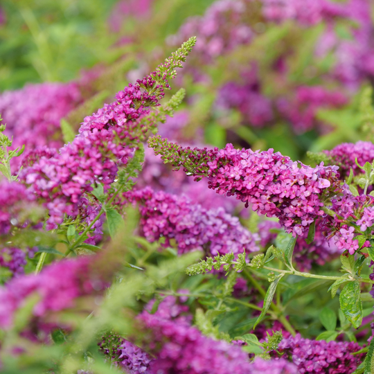 Lo & Behold® 'Ruby Chip' Butterfly Bush (Buddleia x)