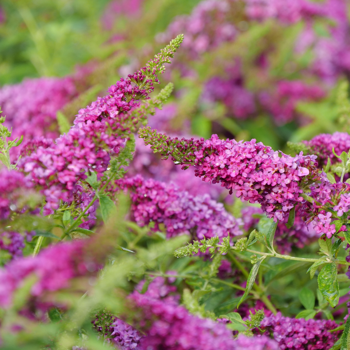 Butterfly Bush | Lo & Behold Ruby Chip® | Proven Winners® Shrubs