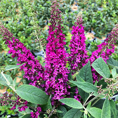 Lo & Behold 'Ruby Chip' Lo & Behold 'Ruby Chip' Butterfly Bush up close.