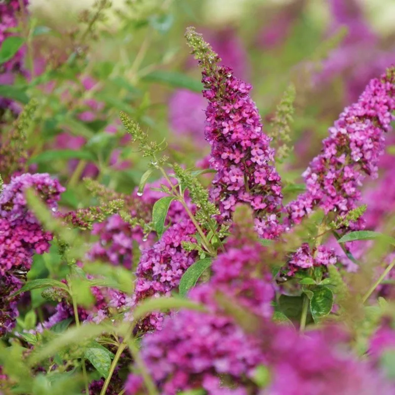 Butterfly Bush | Lo & Behold Ruby Chip® | Proven Winners® Shrubs