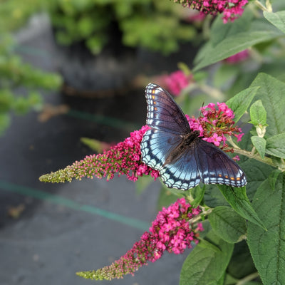 Lo & Behold 'Ruby Chip' Butterfly Bush up close.