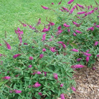 Lo & Behold 'Ruby Chip' Butterfly Bush in use.