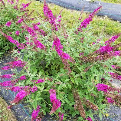 Lo & Behold 'Ruby Chip' Lo & Behold 'Ruby Chip' Butterfly Bush in focus.