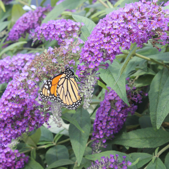 Lo & Behold® ‘Purple Haze’ Butterfly Bush (Buddleia x)