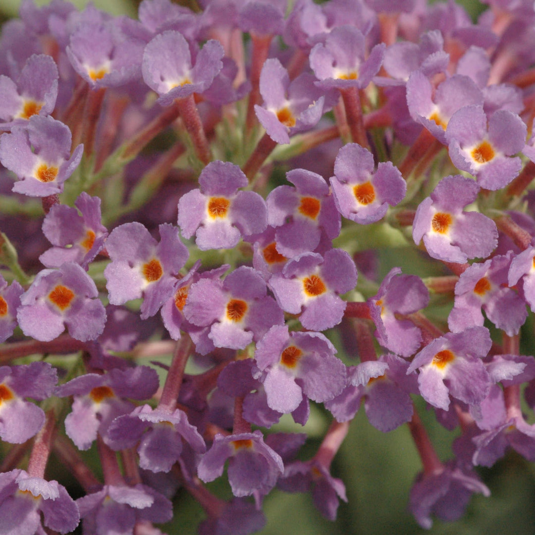 Lo &amp; Behold® ‘Purple Haze’ Butterfly Bush (Buddleia x)