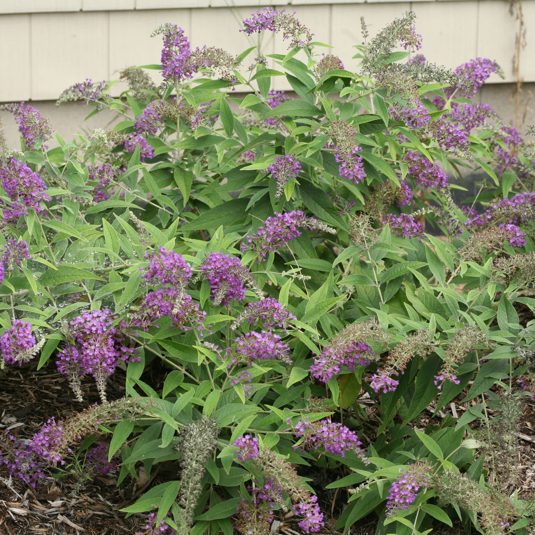 Lo &amp; Behold® ‘Purple Haze’ Butterfly Bush (Buddleia x)