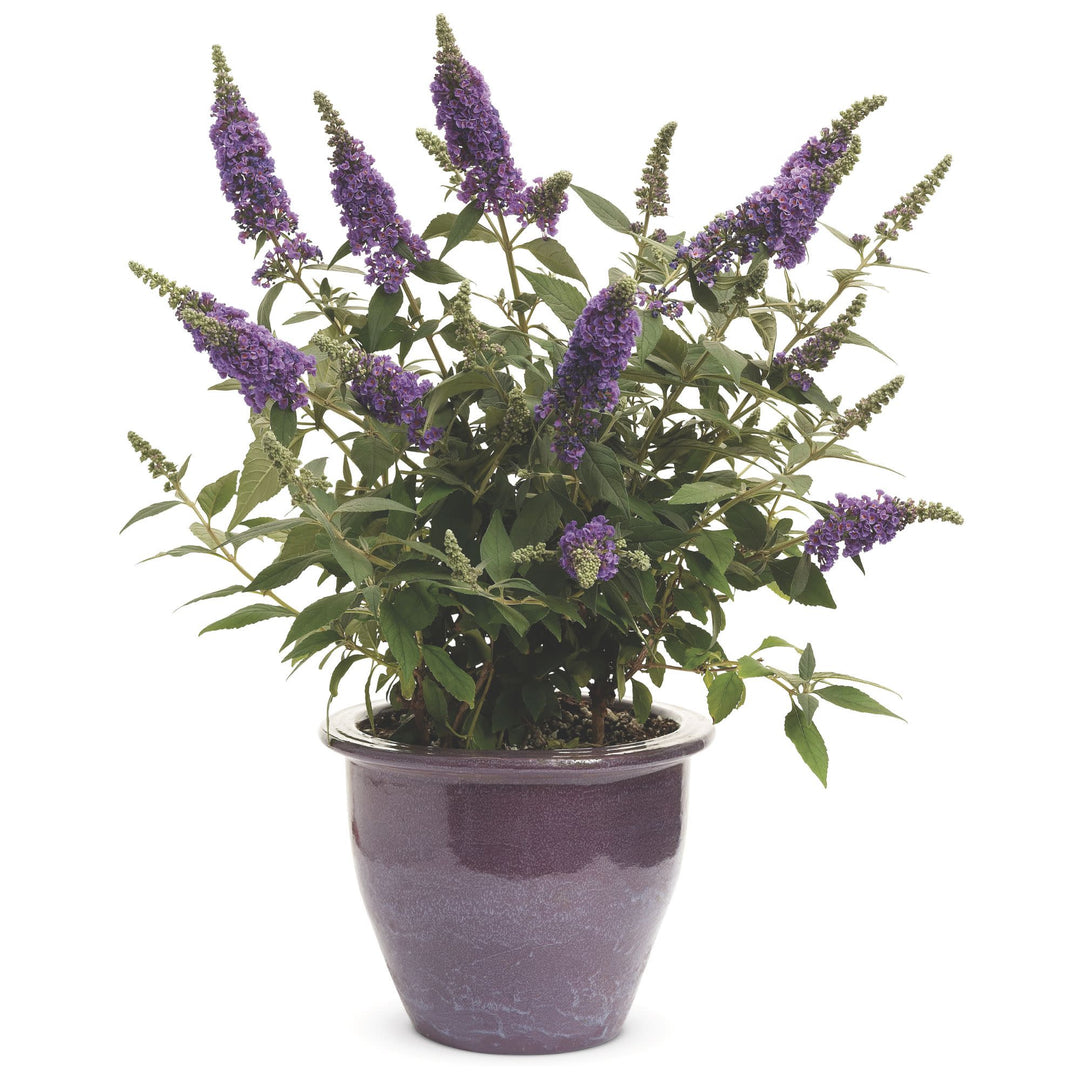 Lo &amp; Behold® ‘Purple Haze’ Butterfly Bush (Buddleia x)