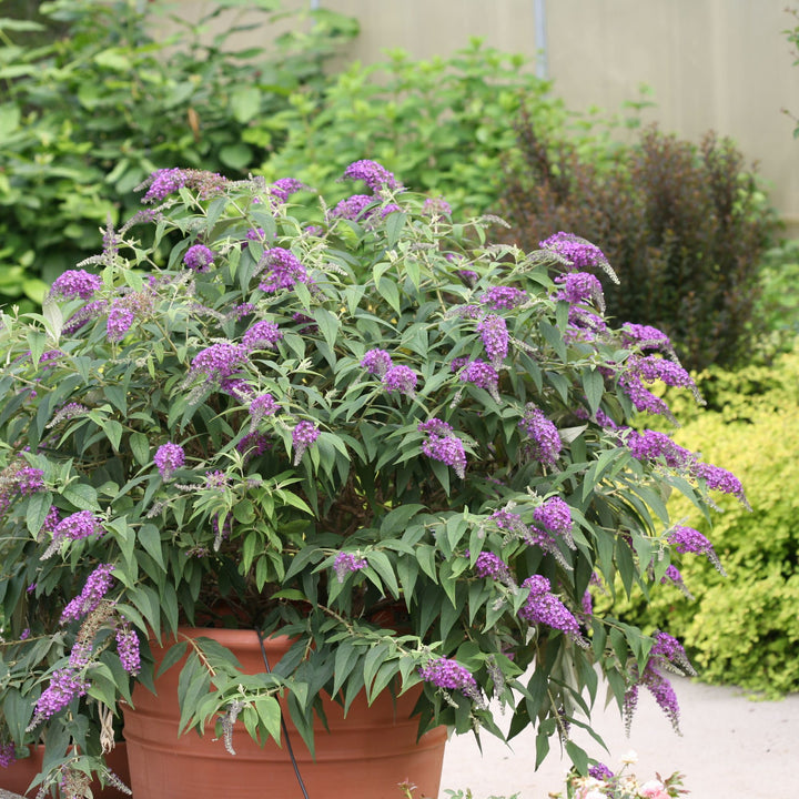 Lo &amp; Behold® ‘Purple Haze’ Butterfly Bush (Buddleia x)
