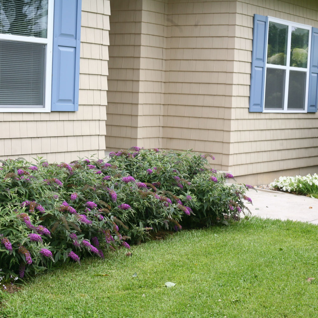 Lo &amp; Behold® ‘Purple Haze’ Butterfly Bush (Buddleia x)