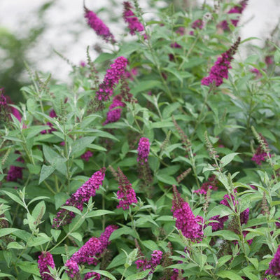 'Miss Molly' Butterfly Bush up close.