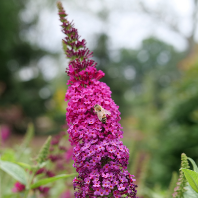 'Miss Molly' 'Miss Molly' Butterfly Bush up close.