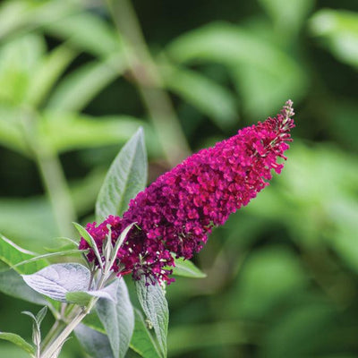 'Miss Molly' 'Miss Molly' Butterfly Bush up close.