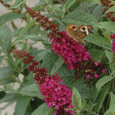 'Miss Molly' 'Miss Molly' Butterfly Bush up close.