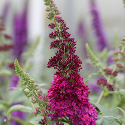 'Miss Molly' Butterfly Bush (Buddleia x)