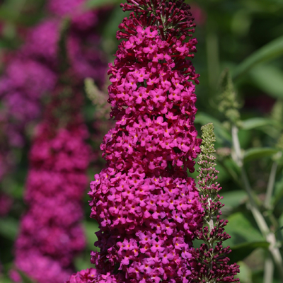 'Miss Molly' Butterfly Bush (Buddleia x)