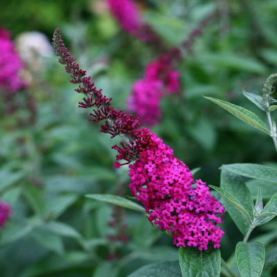 'Miss Molly' Butterfly Bush up close.