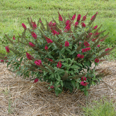 'Miss Molly' Butterfly Bush in focus.