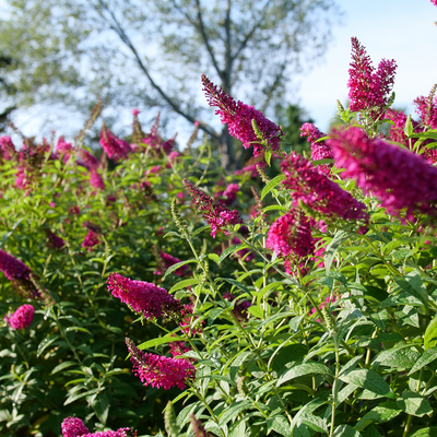 'Miss Molly' 'Miss Molly' Butterfly Bush in focus.