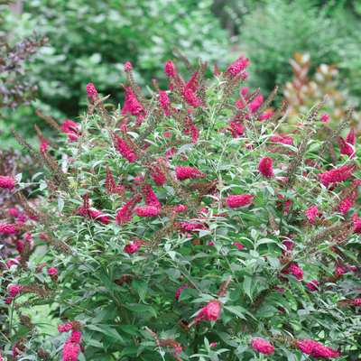 'Miss Molly' 'Miss Molly' Butterfly Bush in focus.