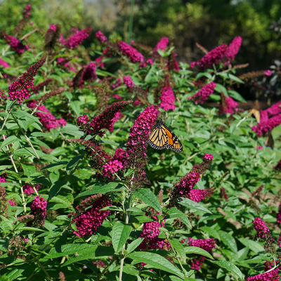 'Miss Molly' 'Miss Molly' Butterfly Bush in focus.